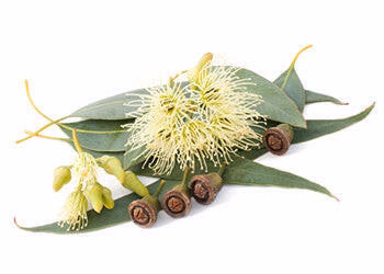 Eucalyptus Globulus Oil 1kg